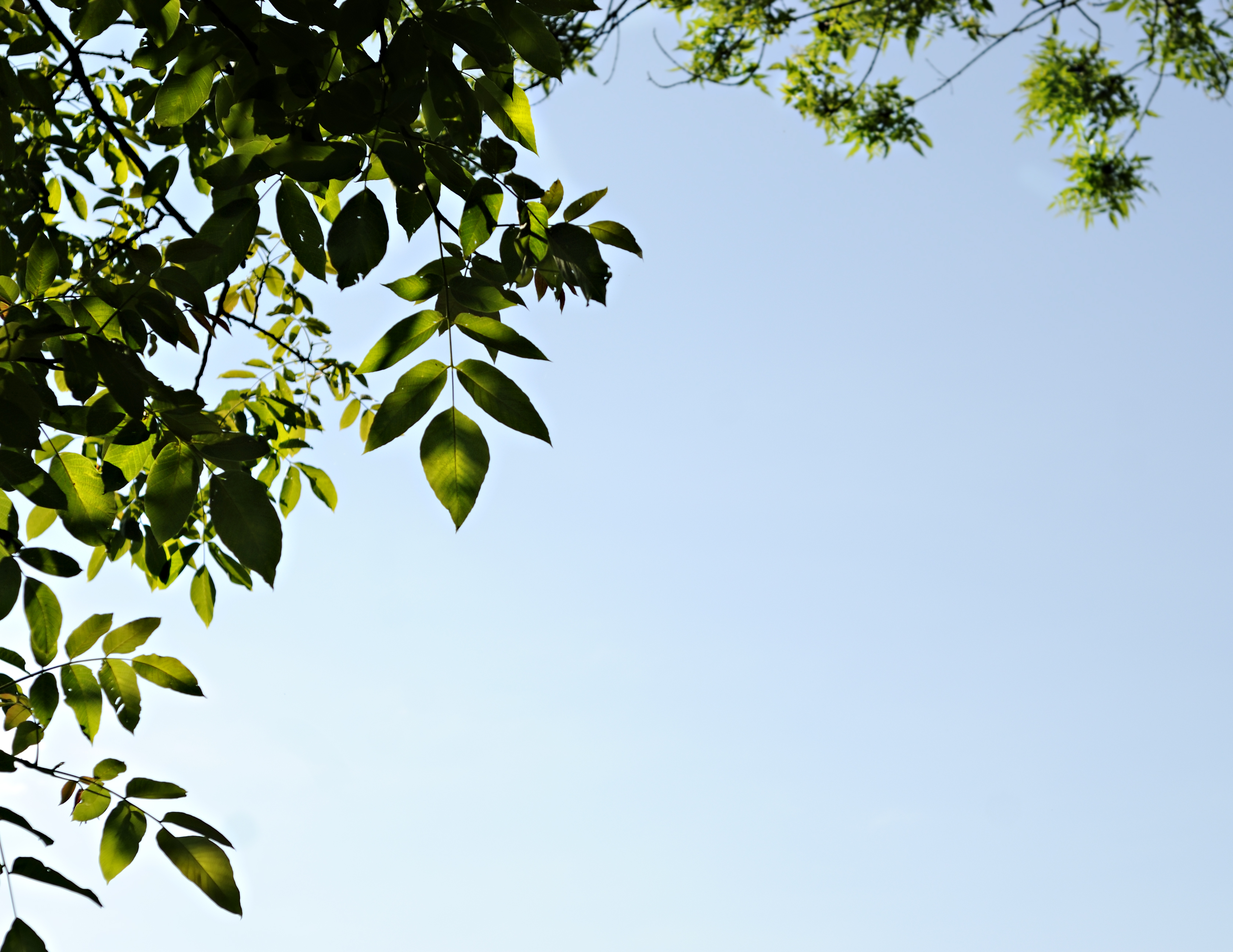 Summer Leaves making a fram against a blue sky
